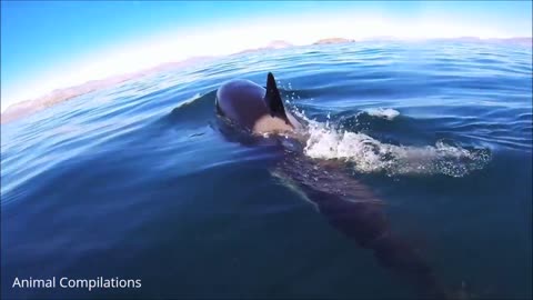 Wild Orca Killer Whales Swimming - Compilation