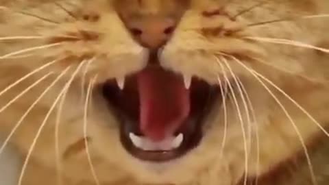 snake versus cat funny video 😂