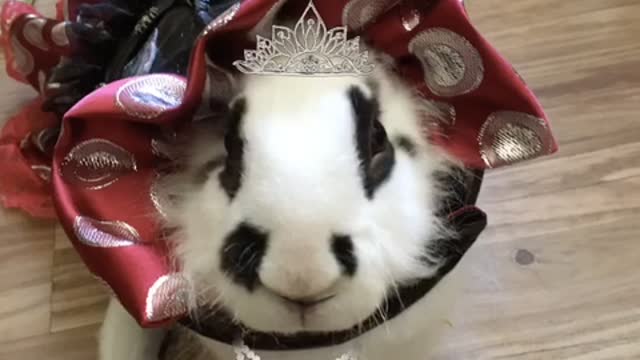 Bunny Sings “Somebunny Loves Me”