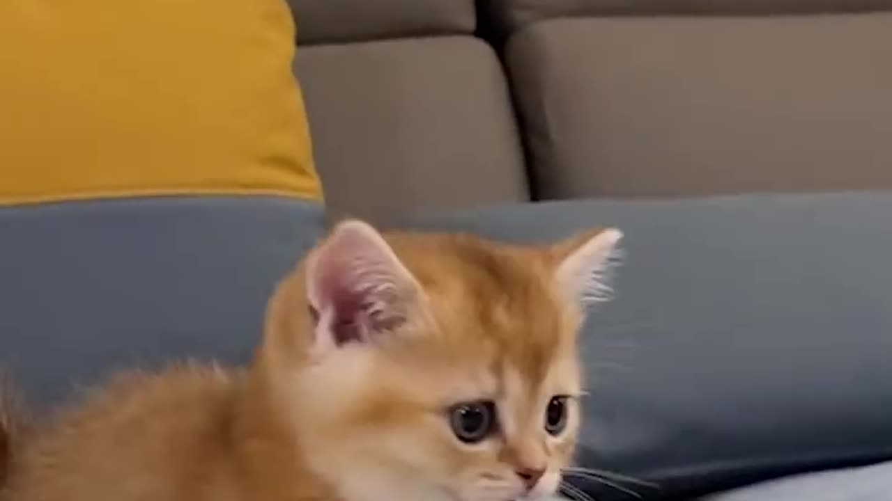 #cat #funny #sayan