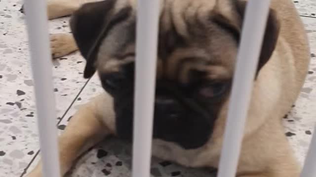 Happy time with adorable puppies-on the west side of South Korea 1
