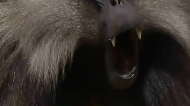 Look At The Size Of This Baboon's Canines