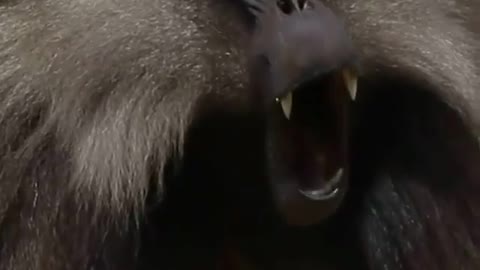 Look At The Size Of This Baboon's Canines