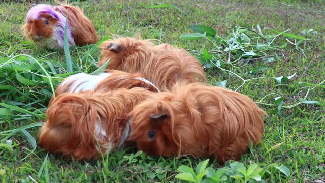 DO YOU LIKE SEE GUINEA PIGS