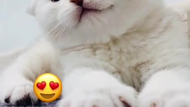 AWW SO CUTE! Cutest baby animal Video