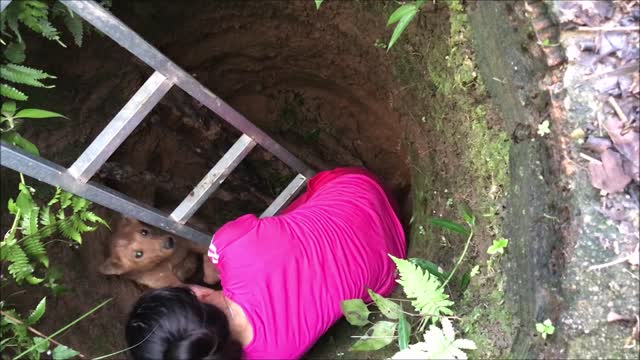 Dog Trapped In Hole For 3 Days Cries Tears Of Joy When Rescuers Finally Free Him