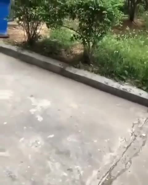 Cat and mouse fanny moments