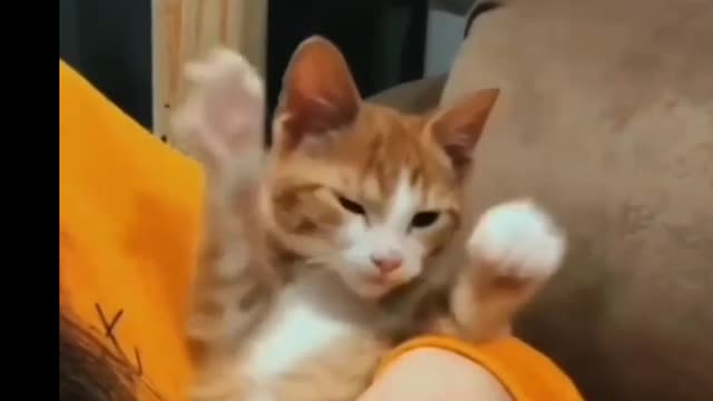 Most Funny cat 🐱 video clip 2022 | cast most cute anime in this plant