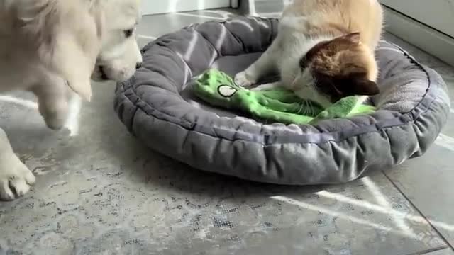 What does a Golden Retriever Puppy do when a Cat Occupied her Bed