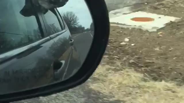 Two dogs head outside car window