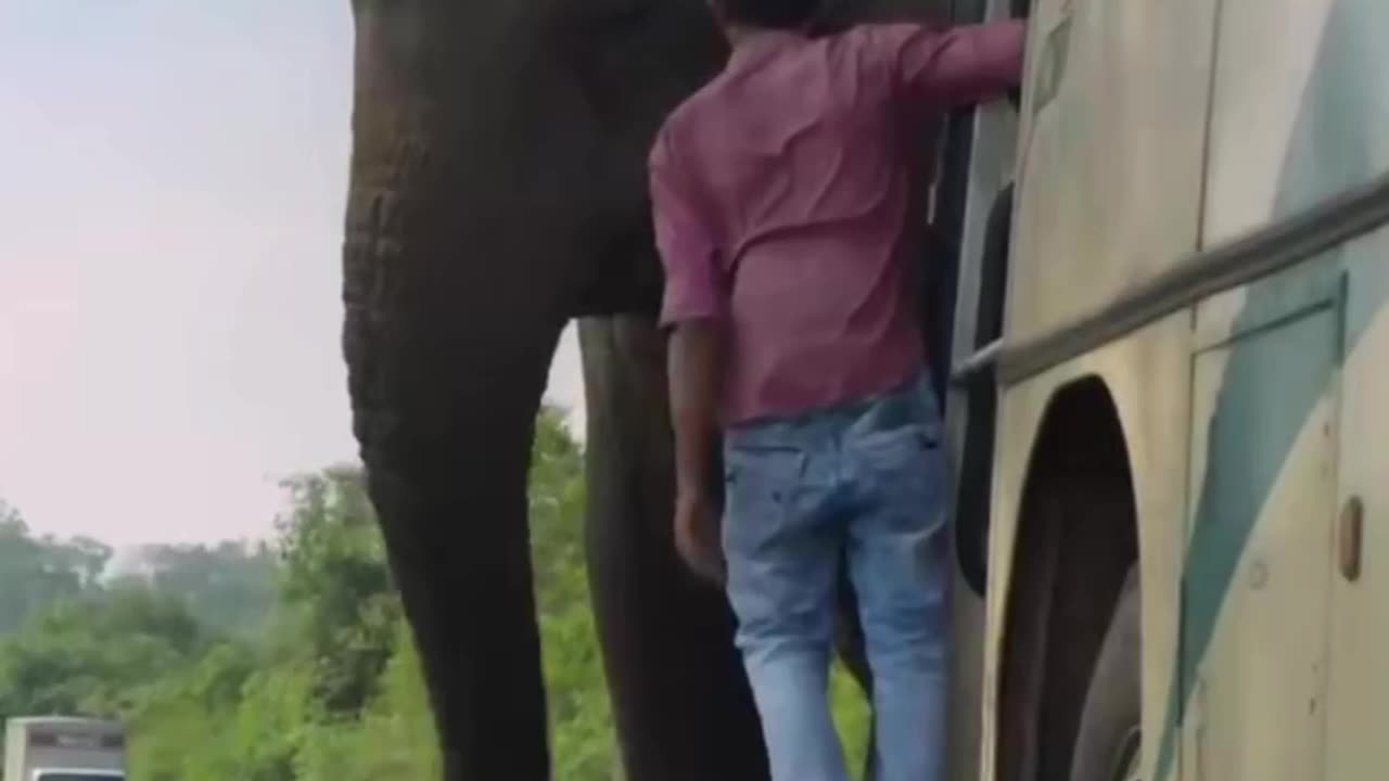 Intelligent Elephants extort traffic for safe passage