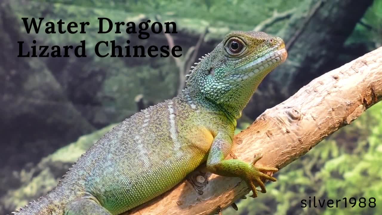 Water Dragon Lizard Chinese, cute amimals