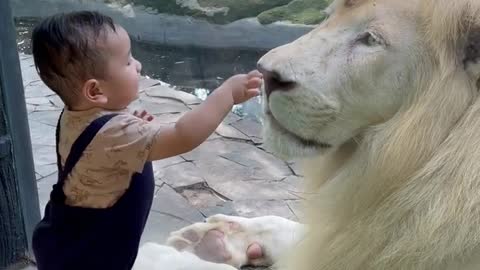 Kids talking the lion