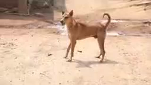 Dog 🐕 video