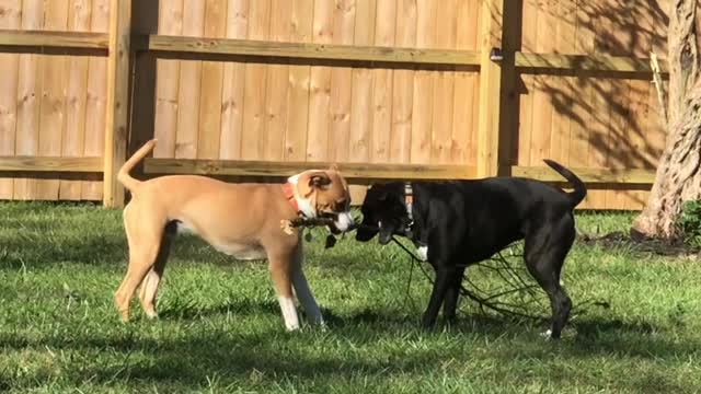 Dog Throws a Tantrum While Trying to Break Tree Branch