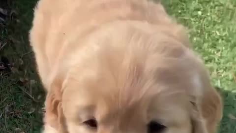Baby dog cute and funny video compilation
