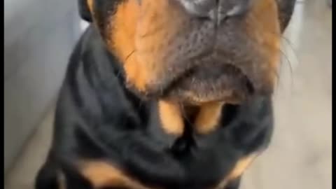 Funny dog moment