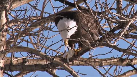 All About Bald Eagles for Kids: Animal Videos for Children - FreeSchool