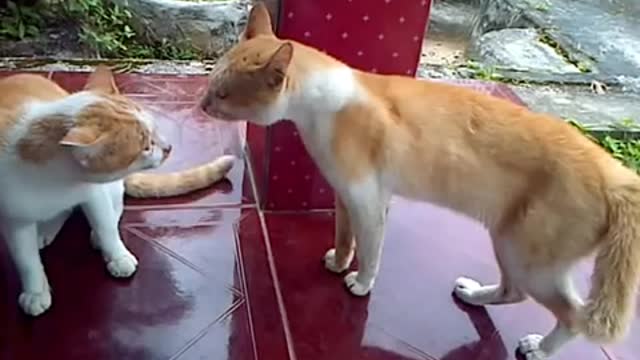 Cats fight