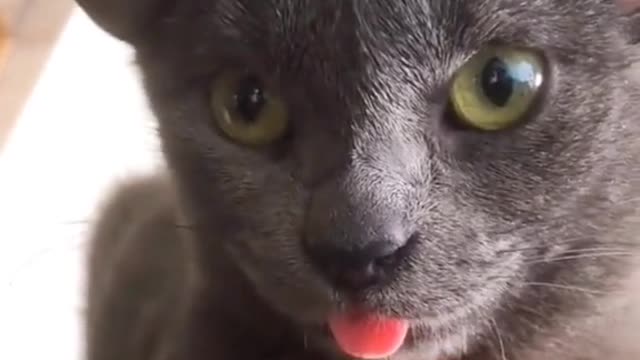 Funny Animal Videos 2022 😂 - Funniest Dogs And Cats Videos 😺😍