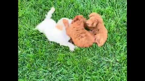 The most funny and cute dog funny video