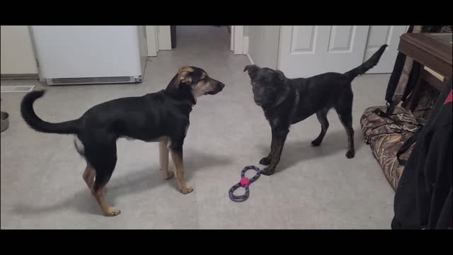 Aine and Dixie playing