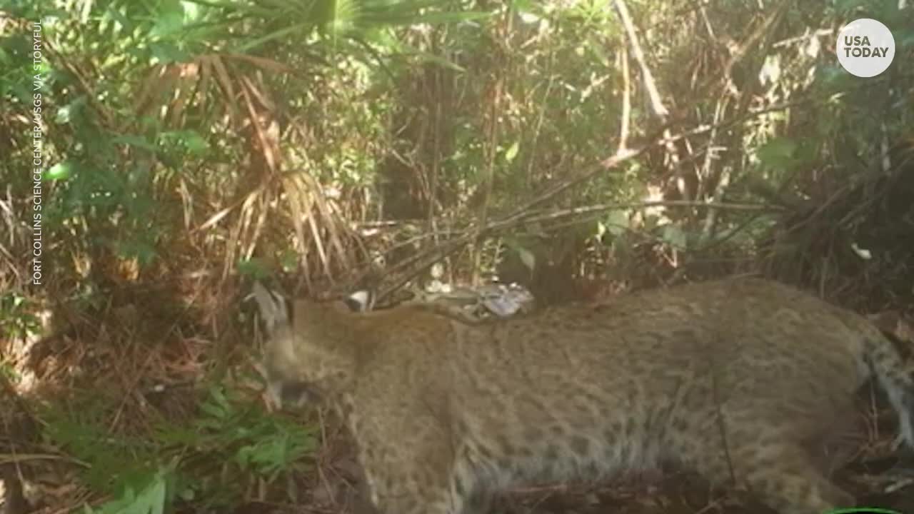 Rare interaction between native bobcat, python documented in Florida