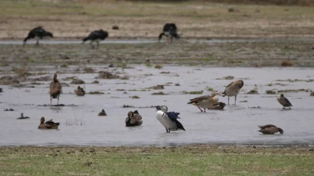 Birds in a flooded field - With great music