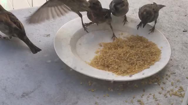 feeding birds at work in lunch time