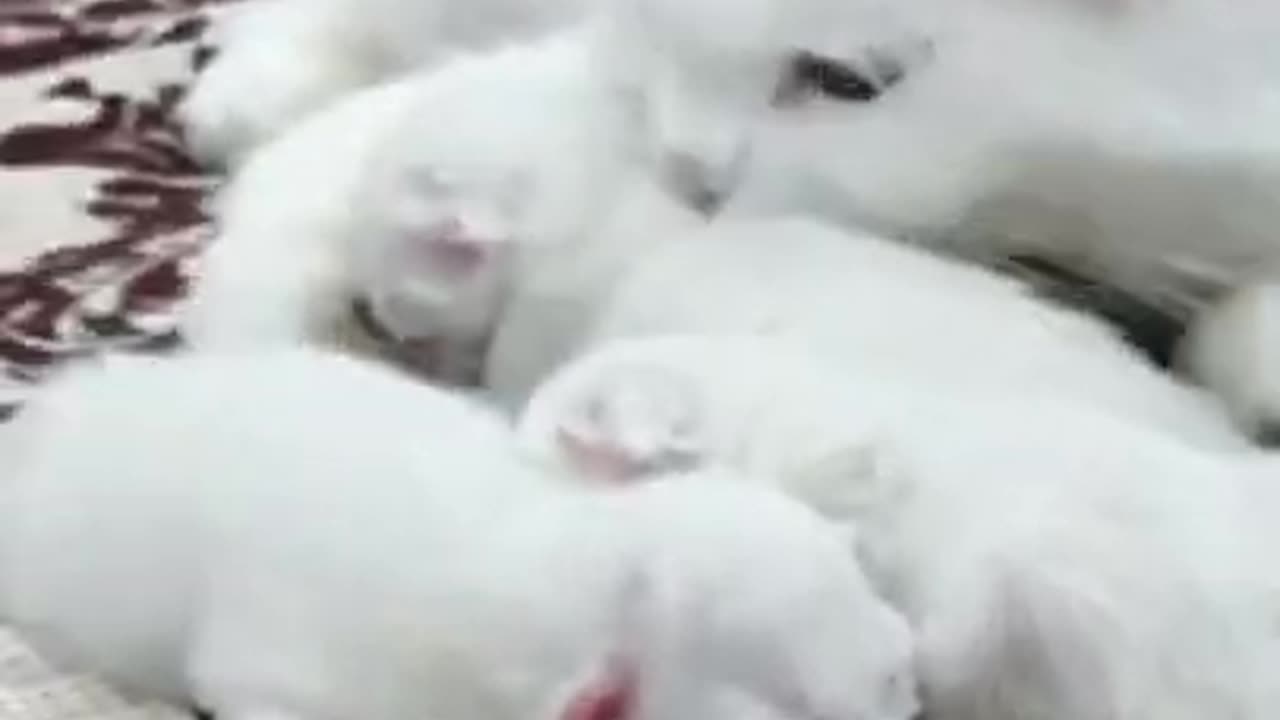 Cats mother feeding her 😍 must watch it