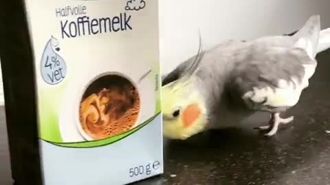 Bird Clears the Counter