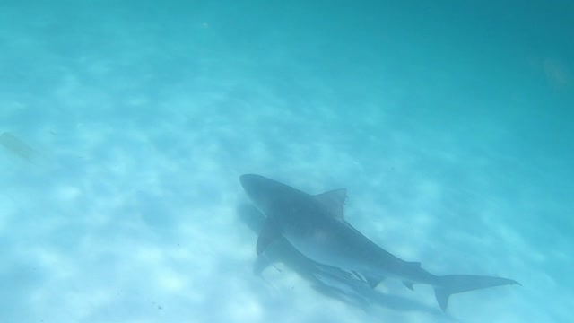 Tiger Shark Destin FL