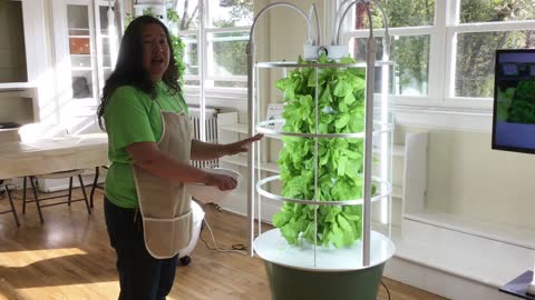 Harvesting from the Tower Garden