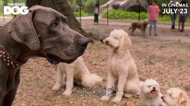 A 12-year-old boy develops a telepathic connection with his dog