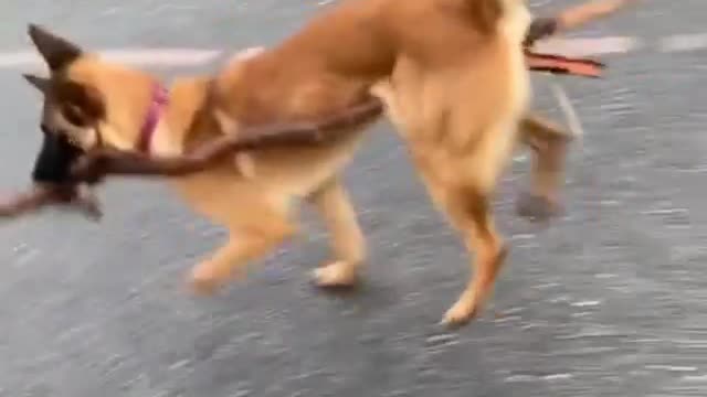 Cute dog ++ A rare video