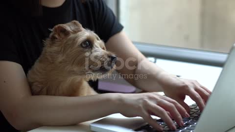 computer with dog stock video