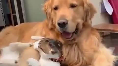 Animal Unexpected Friendship