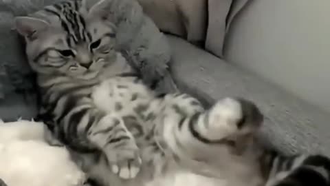 cat funny video