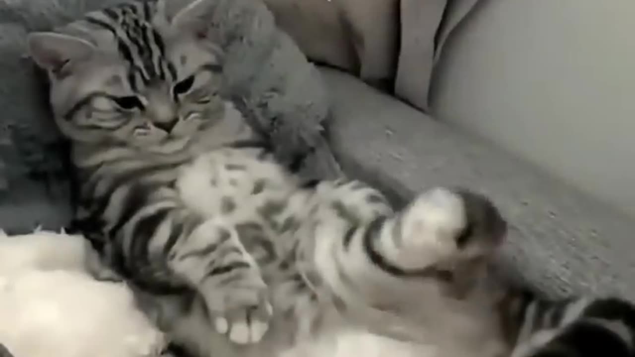 cat funny video