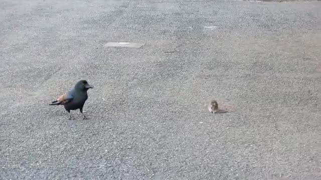 Rat and Crow