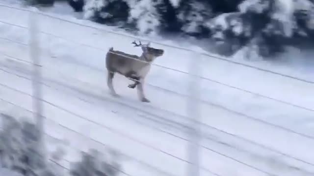 Rudolph is ready for take off! 🦌 ❄️