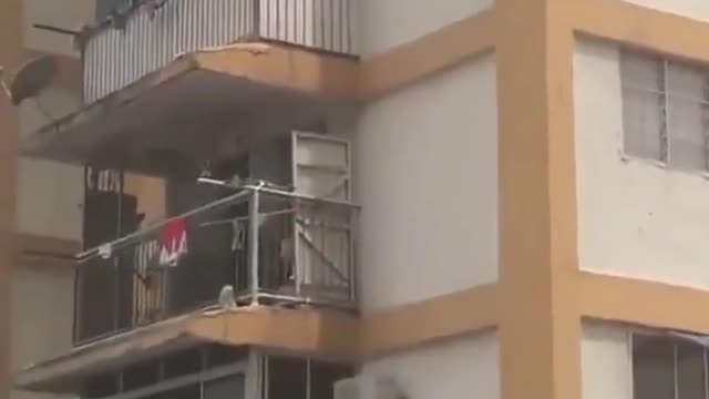 Kitty. Kitten cat jumping from top floor building and rescue in ideal method