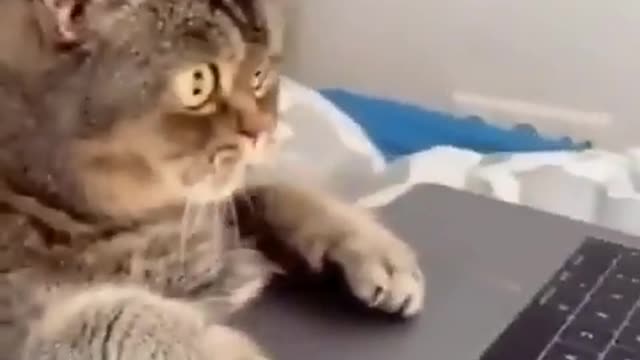 Serie vida de gato #4 gato hacker