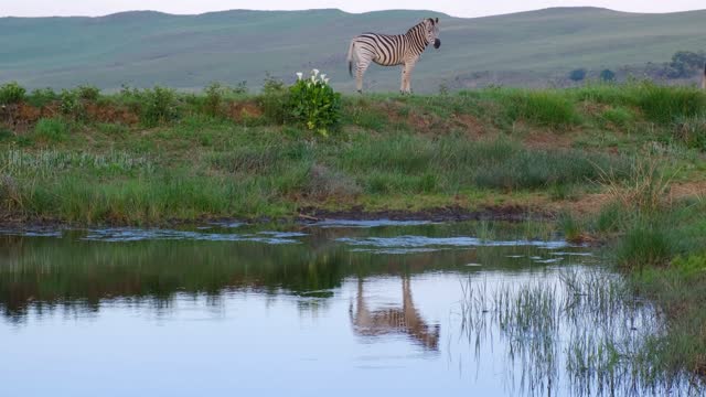 beautiful zebras