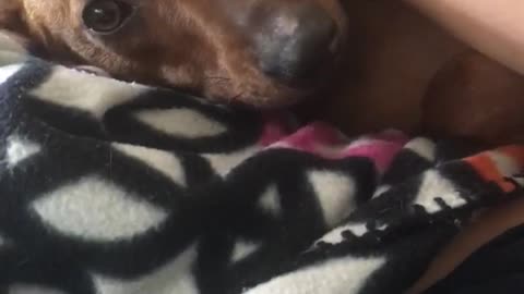 Brown dog gets pet by owner while laying on black white blanket
