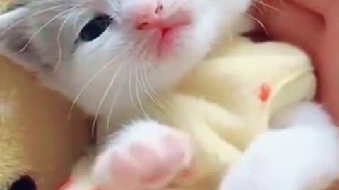 Most Adorable little kitty ever
