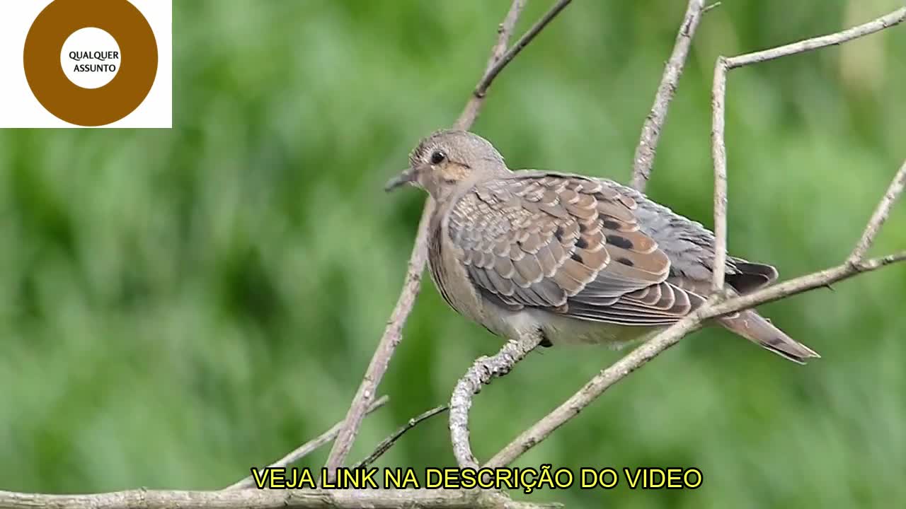 AVES SILVESTRE DA NATUREZA/WILD BIRDS OF NATURE