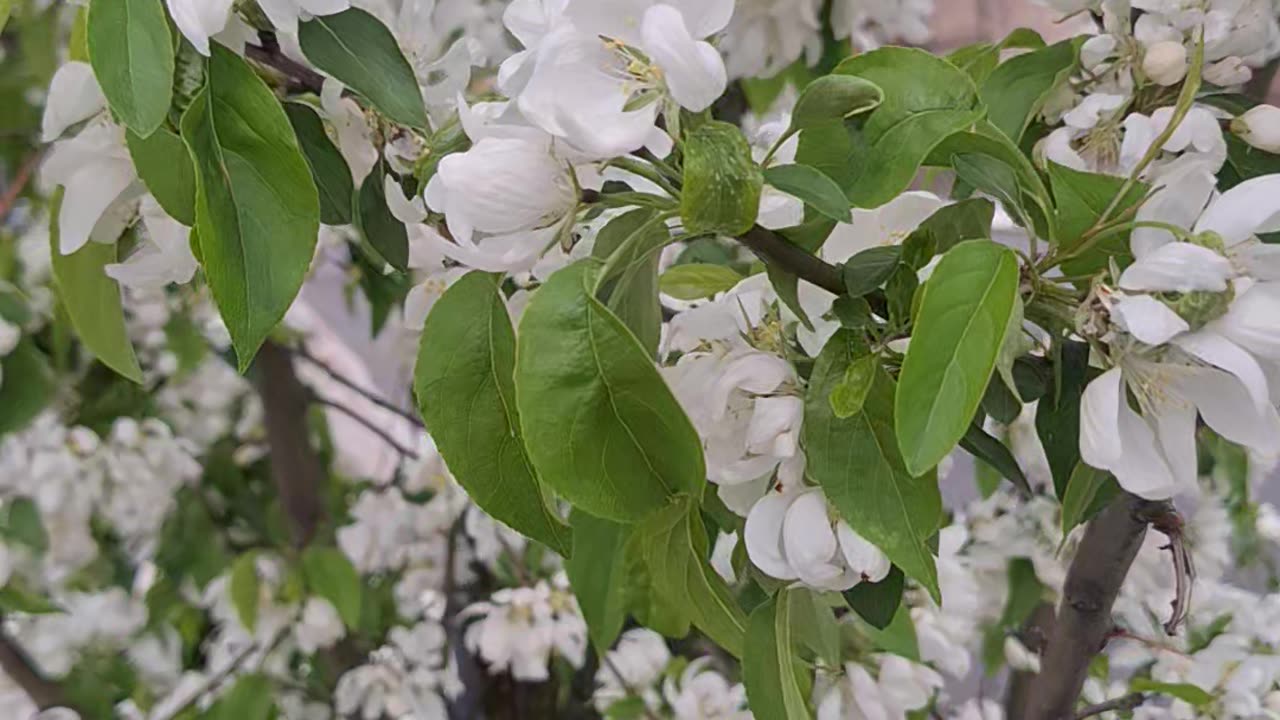 Crab apple tree flowering