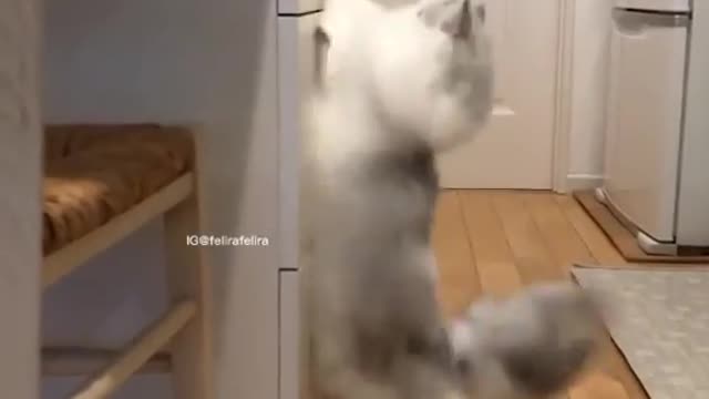 Cat is jumping