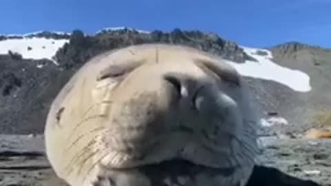 seals get sick and sneeze too